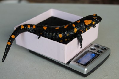 Salamandra salamandra